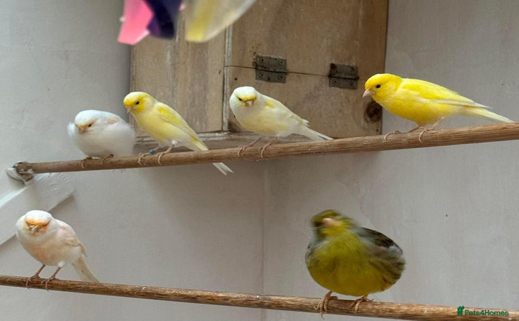 Canaries birds - Advert 1