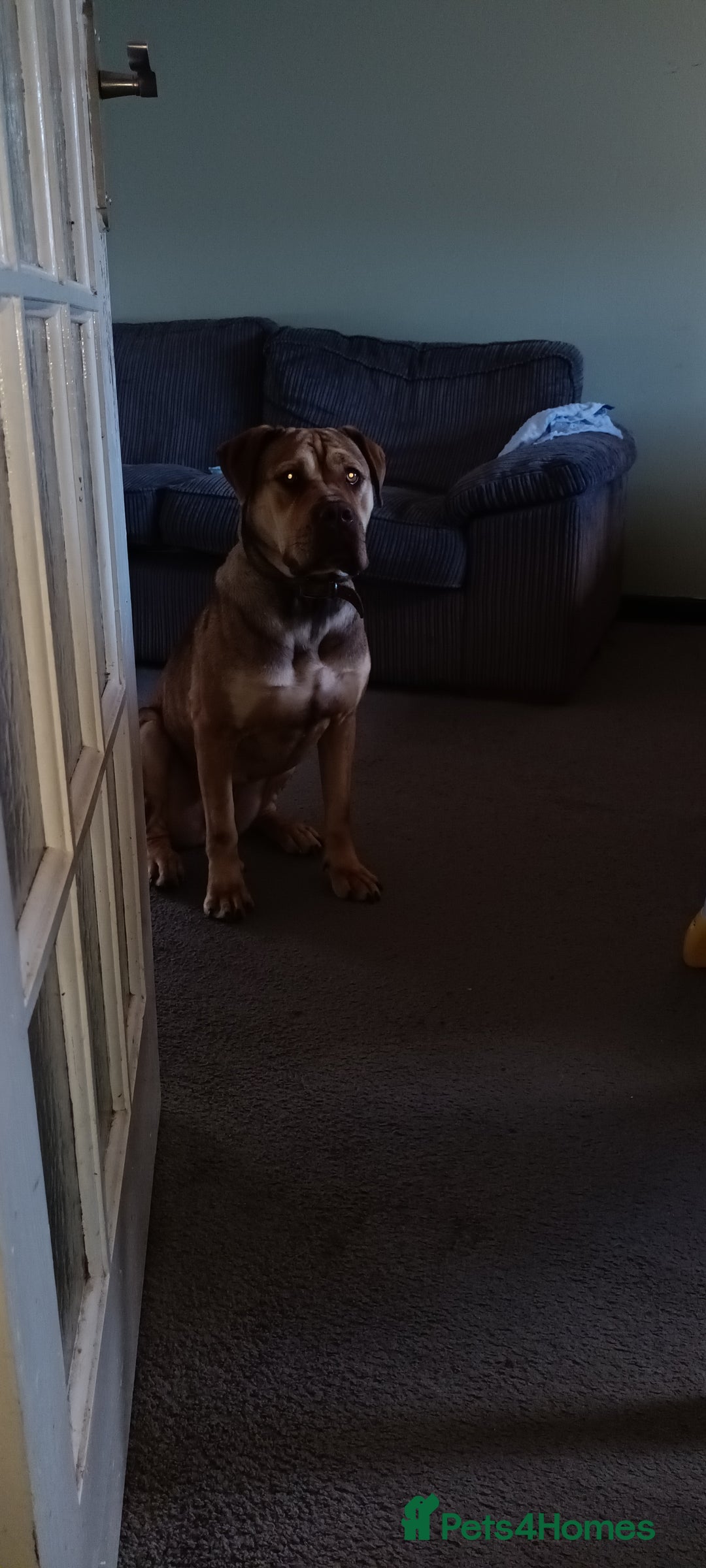 Mixed Breed dogs for sale: Roxy CorsoMix - Advert 3