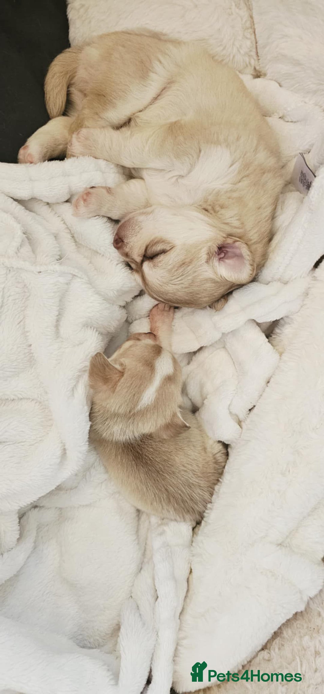 Chihuahua dogs for sale: Chihuahuas for sale - Advert 3