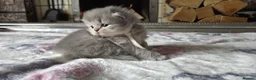 British Shorthair cats for sale: six beautiful British Shorthair  in Halifax - Advert 32