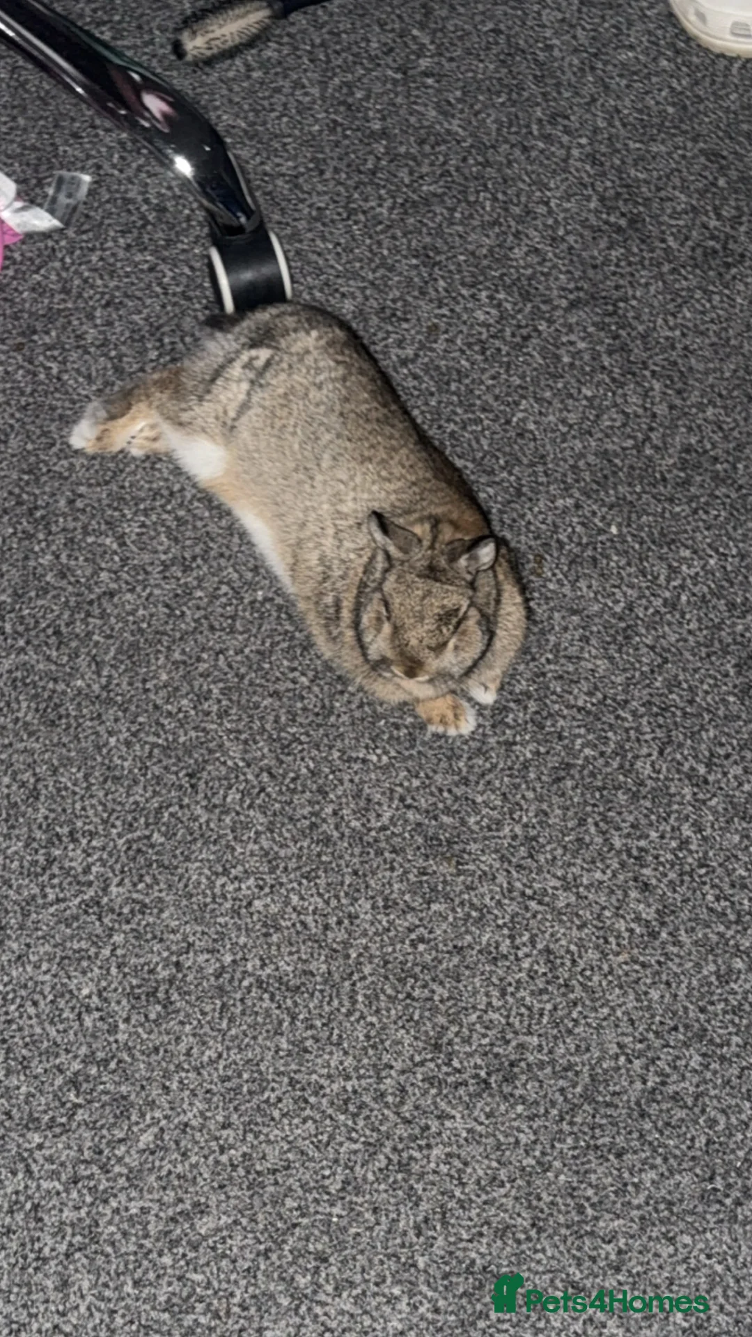 Gallery Image {{count}}