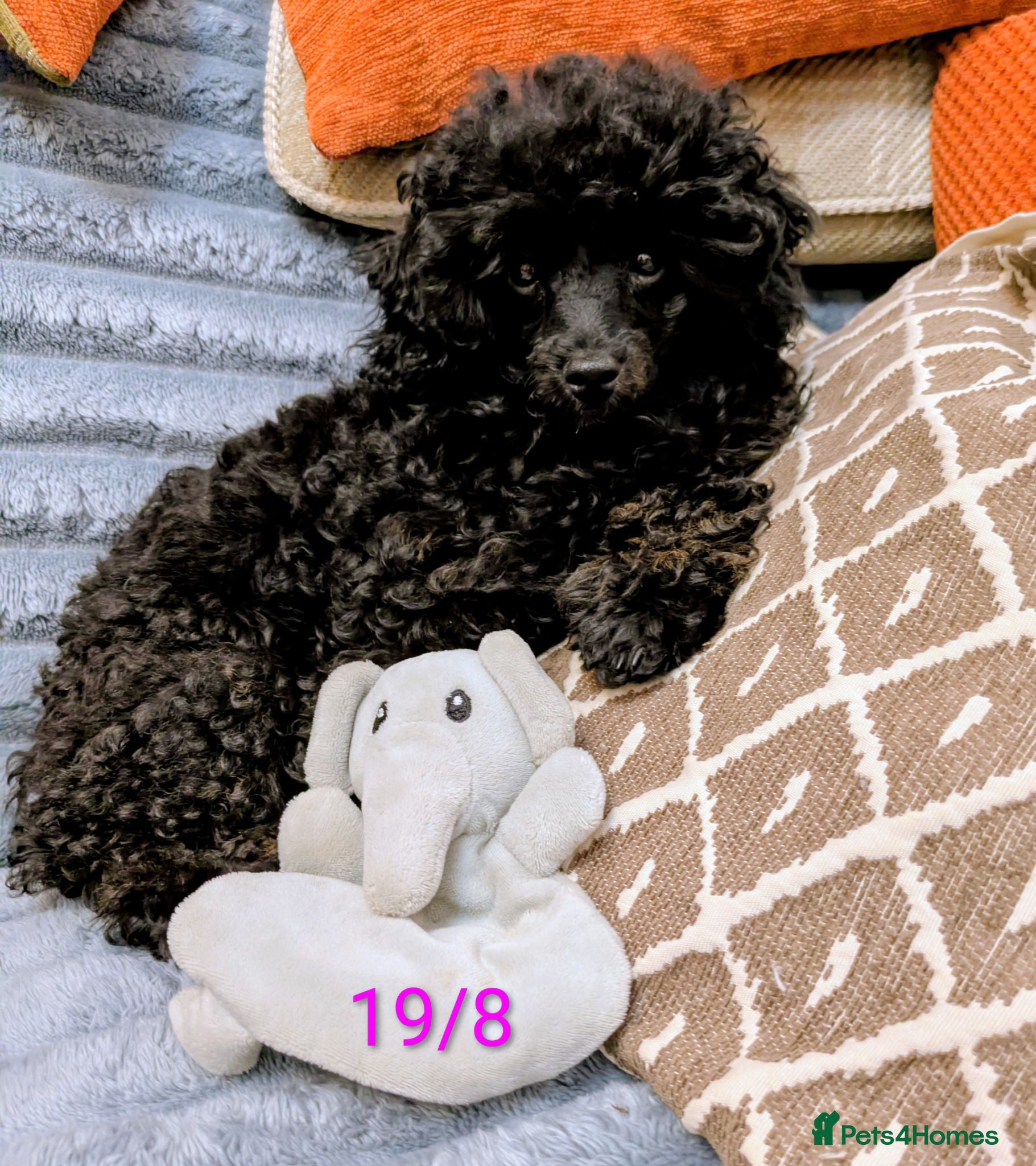Toy Poodle dogs Toy poodle girl black 16 weeks old  - Advert 1