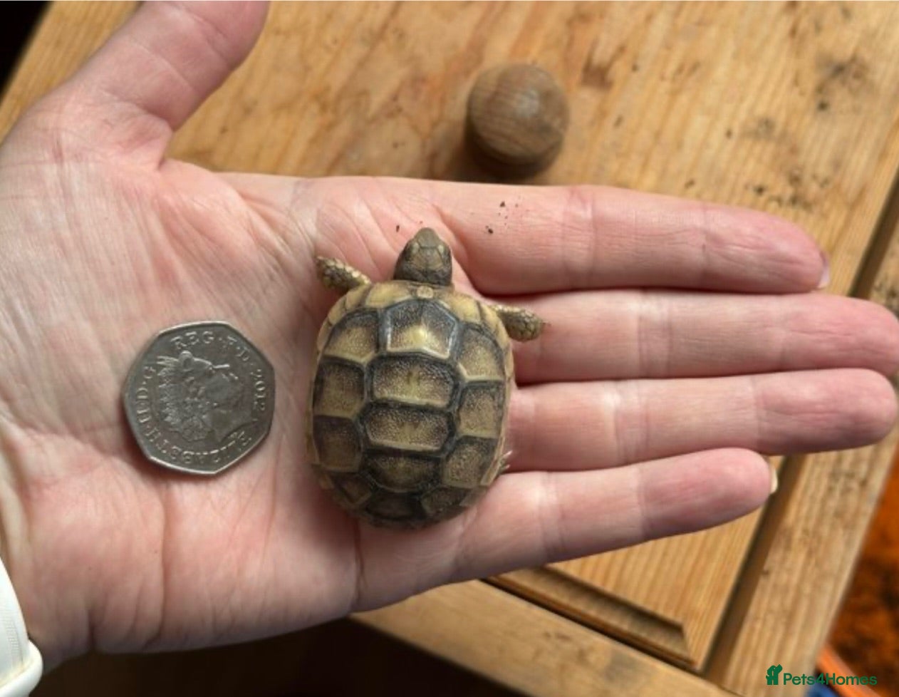 Tortoise reptiles Marginated tortoise hatchlings, 2026, for sale  - Advert 1