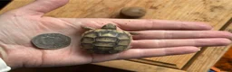 Tortoise reptiles for sale: Marginated tortoise hatchlings, 2026, for sale  - Advert 1
