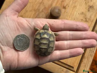 Tortoise reptiles Marginated tortoise hatchlings, 2026, for sale - Advert 1