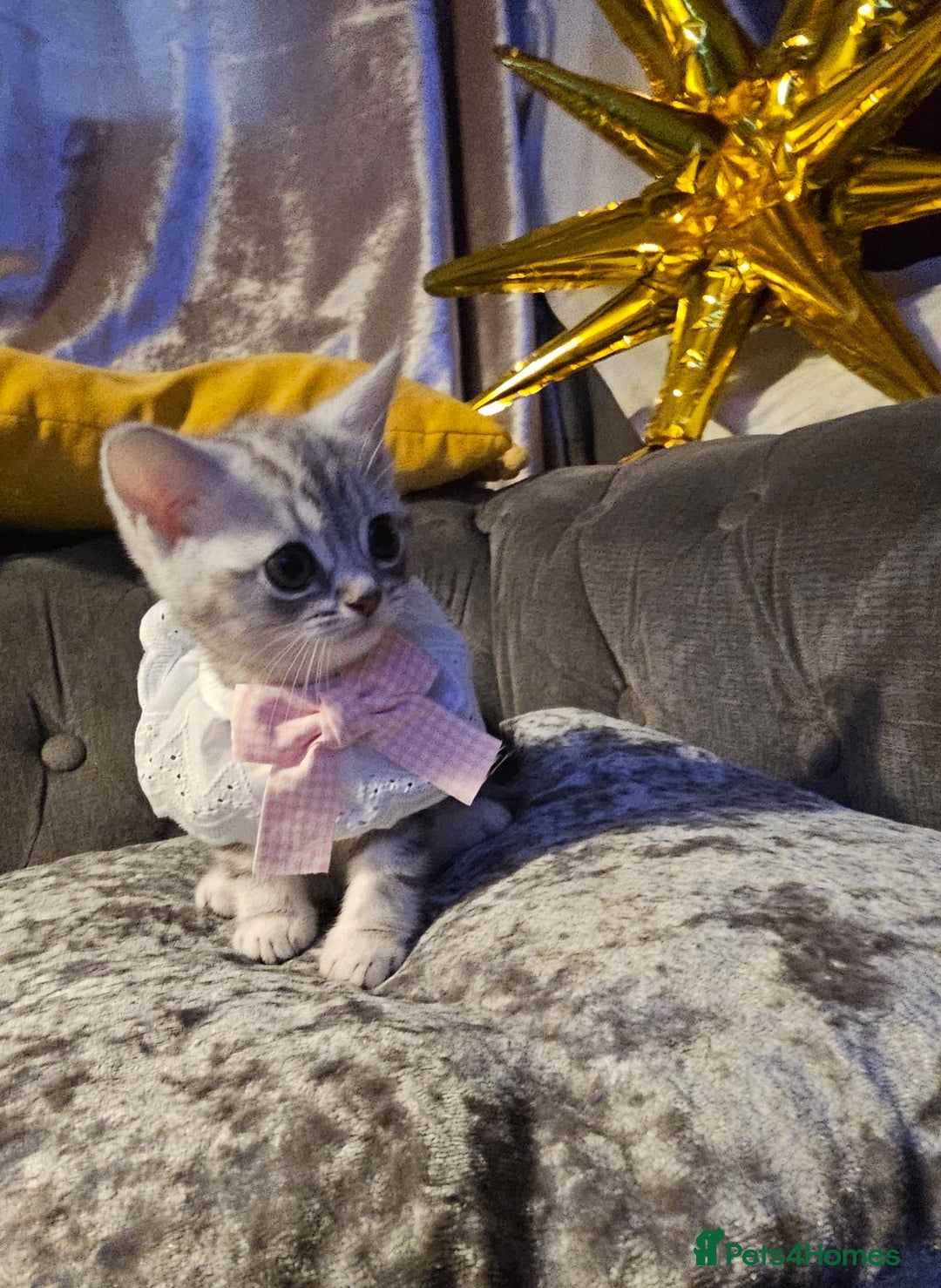 British Shorthair cats for sale: Adorable Silver Kittens looking for forever homes - Advert 8