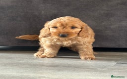Cockapoo dogs for sale: Cockapoo puppies ready now  - Image 7