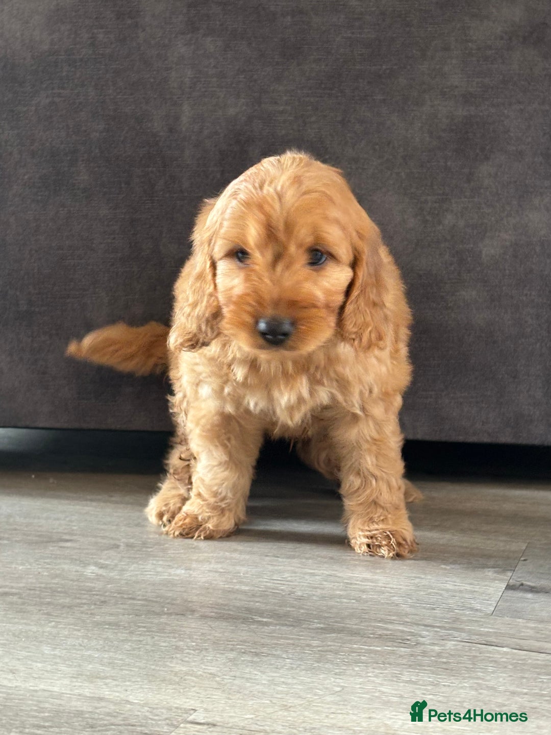 Cockapoo dogs for sale: Cockapoo puppies ready now  - Image 7