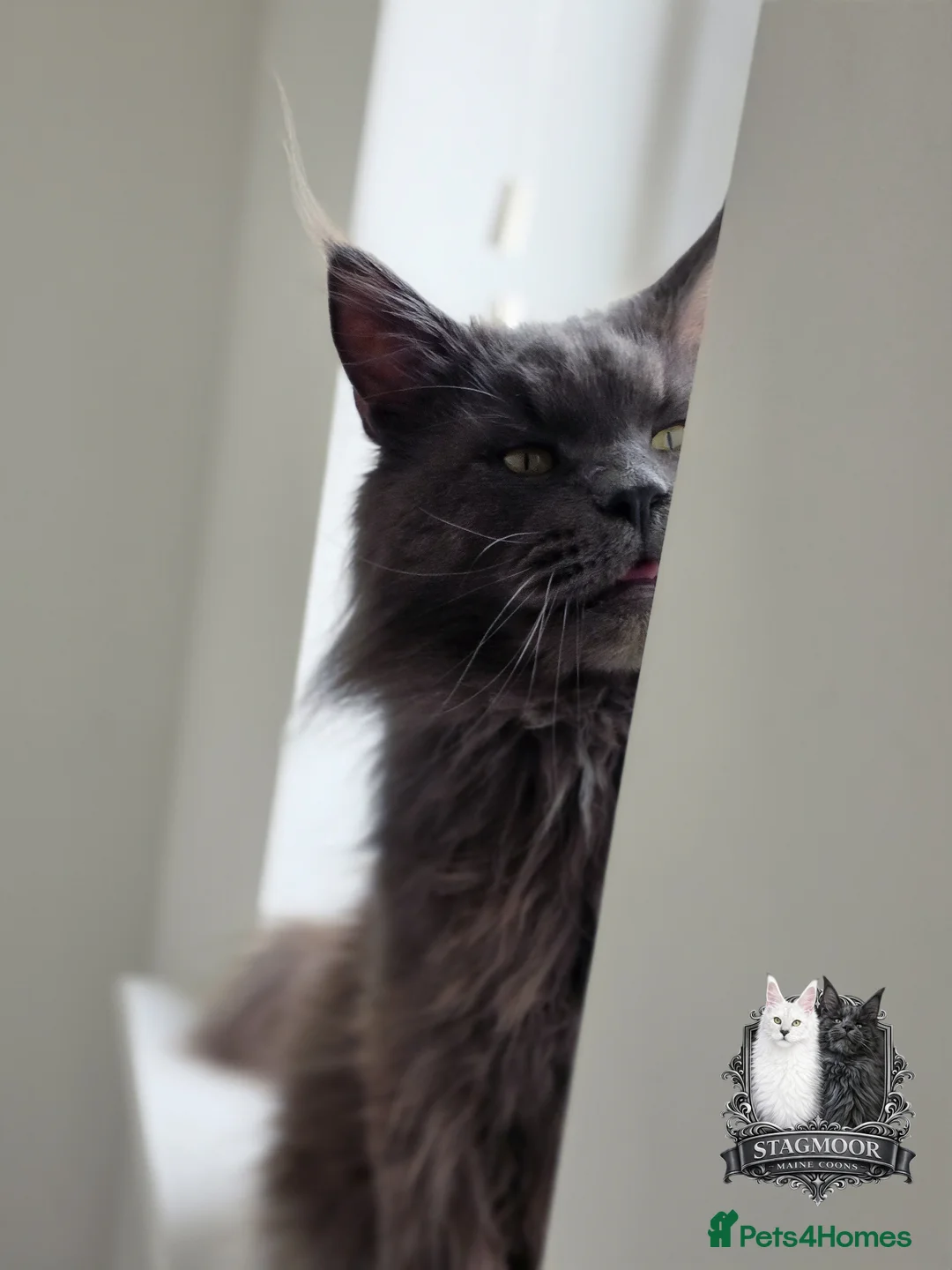 Maine Coon cats for stud: Large Blue Smoke Stud GCCF / TICA registered  - Advert 2