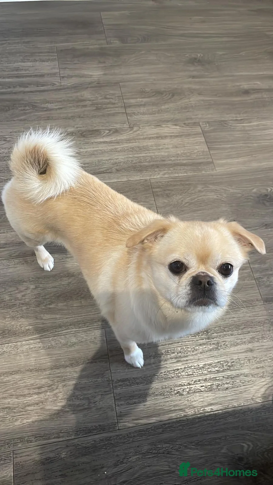 Mixed Breed dogs for sale: Beautiful Loving 3yo PomPug Girl - Advert 2