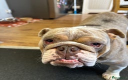 English Bulldog dogs for sale: Bella Baby - Image 15