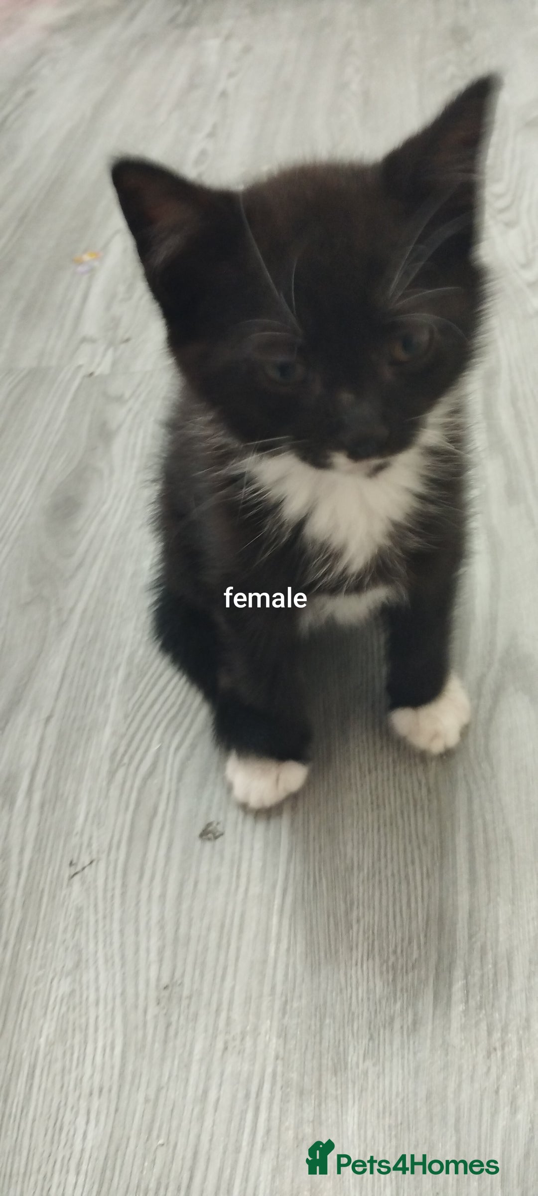 British Shorthair cats for sale: Kittens search new homes  - Image 4