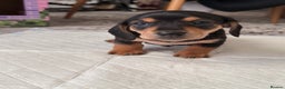 Miniature Dachshund dogs for sale: Miniature Dachshund's   - Advert 38
