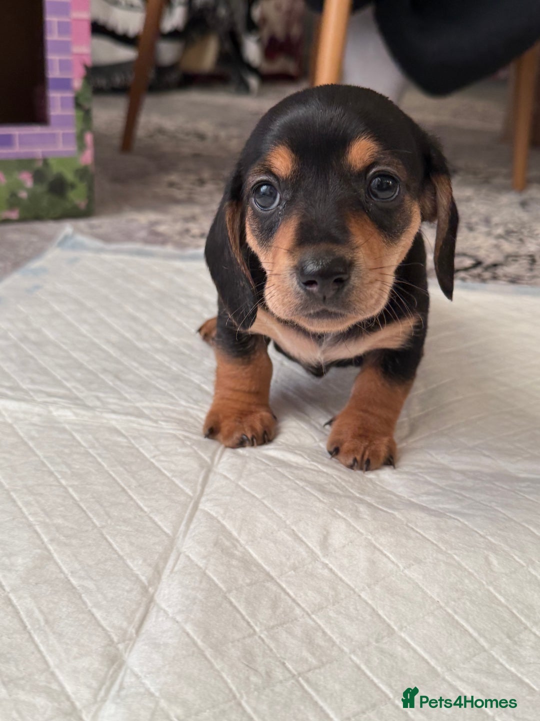 Miniature Dachshund dogs for sale: Miniature Dachshund's   - Advert 38