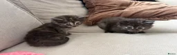 Mixed Breed cats for sale: 3 fluffy mixed kittens.  - Advert 6