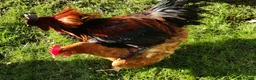 Chickens poultry for sale: Fertile chicken eggs for sale. - Advert 2