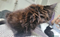 Ragdoll cats for sale: Stunning Radoll/Bengal MIx - Image 6