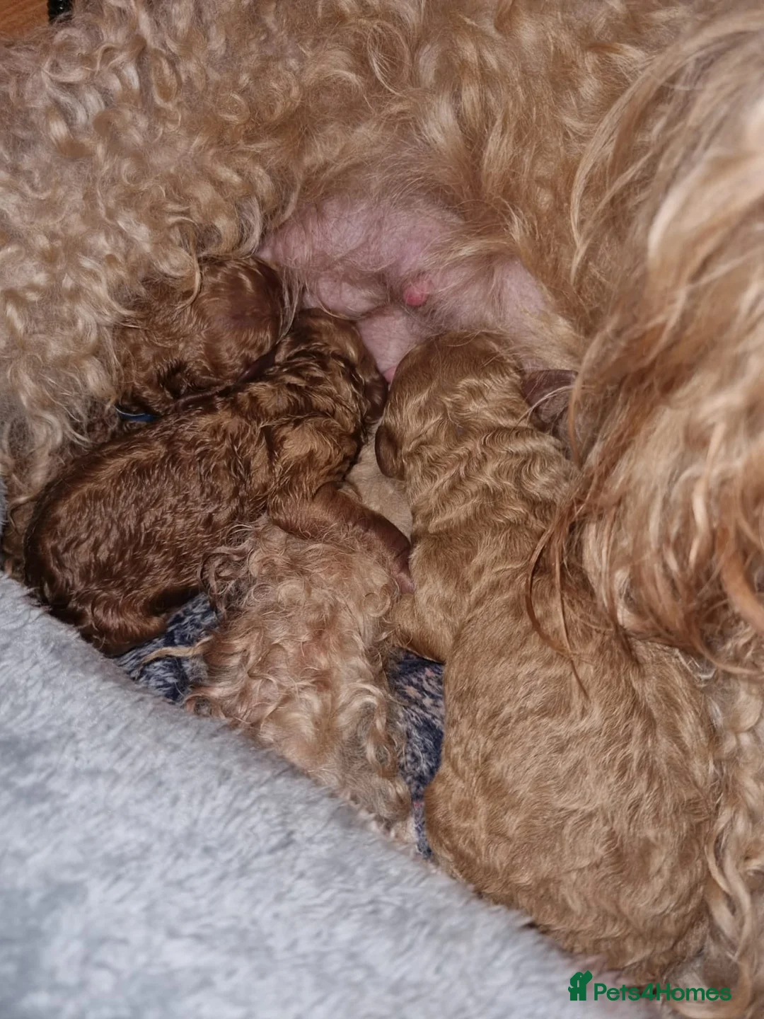Toy Poodle dogs for stud: Beautiful Red Toy Poodle for Stud in Motherwell - Advert 29
