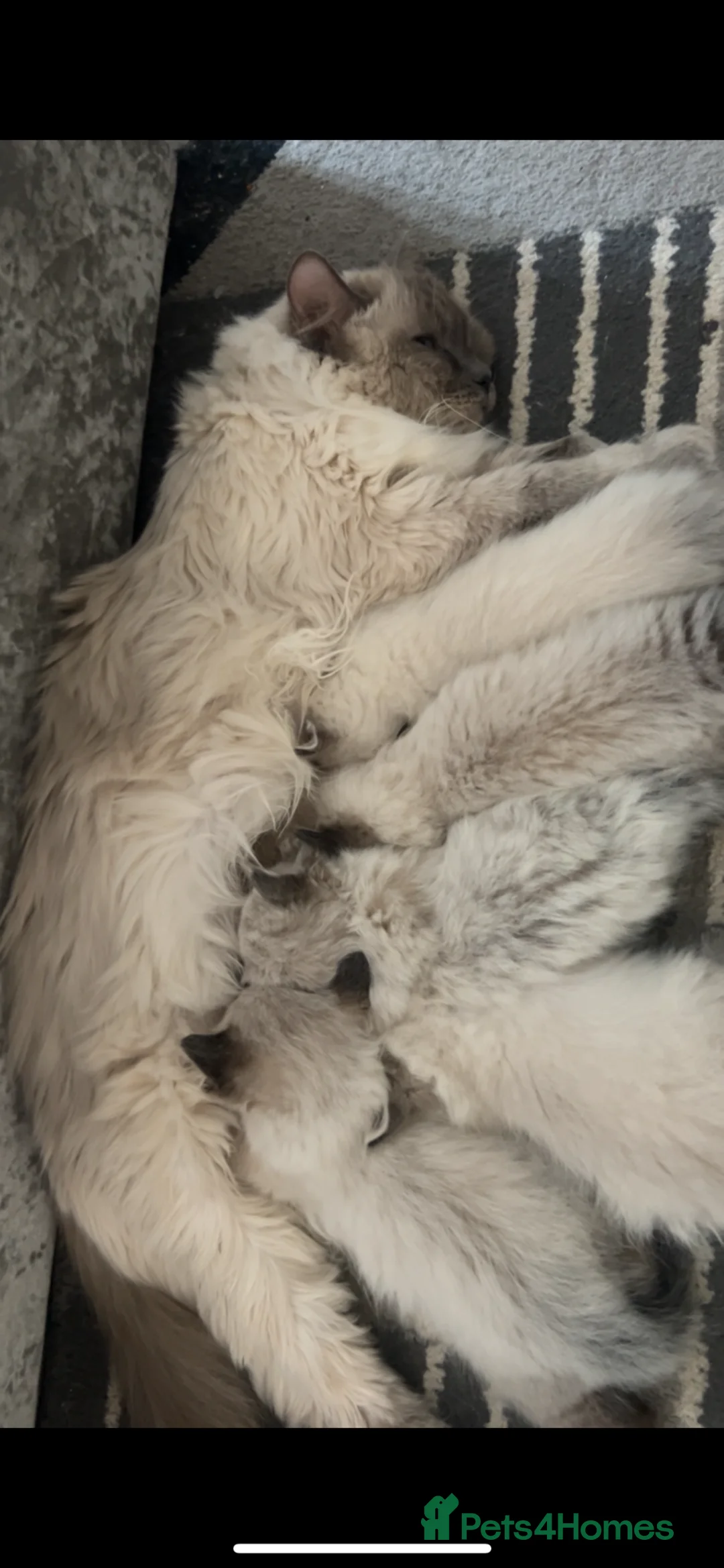 Ragdoll cats for sale: Beautiful Ragdoll kittens  - Advert 10