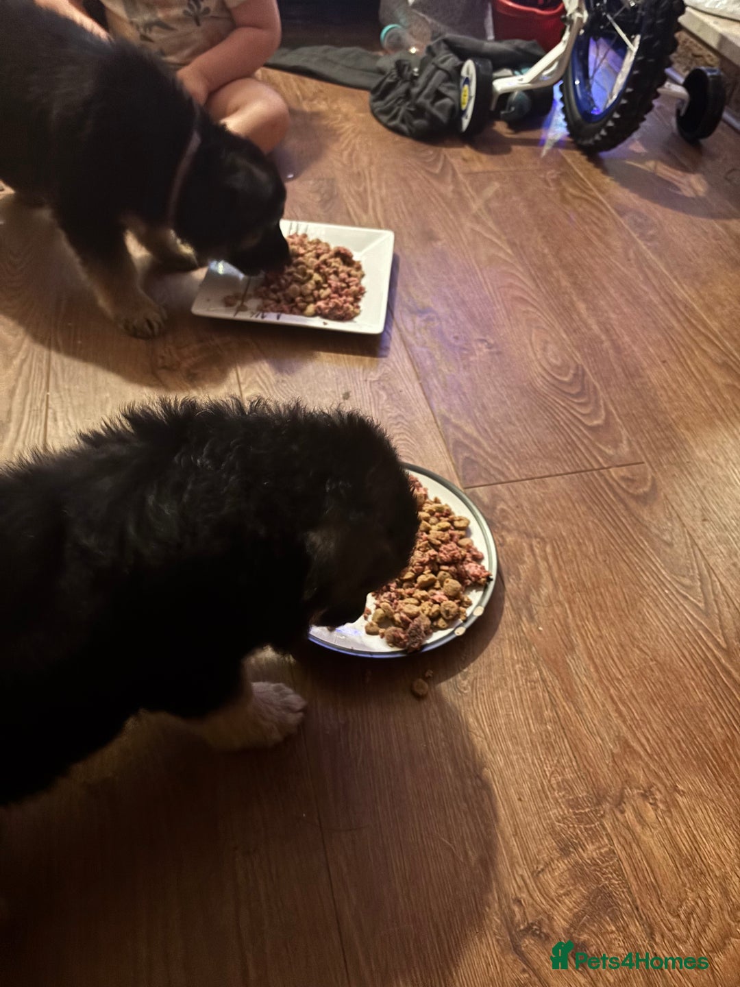 German Shepherd dogs for sale: German Shepherd puppies - Advert 23