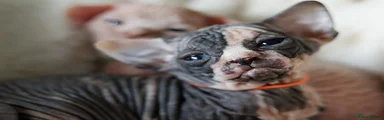 Sphynx Kitten 5