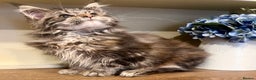 Maine Coon cats for sale: 2 Gorgeous Maine Coon Girl kittens - Advert 10