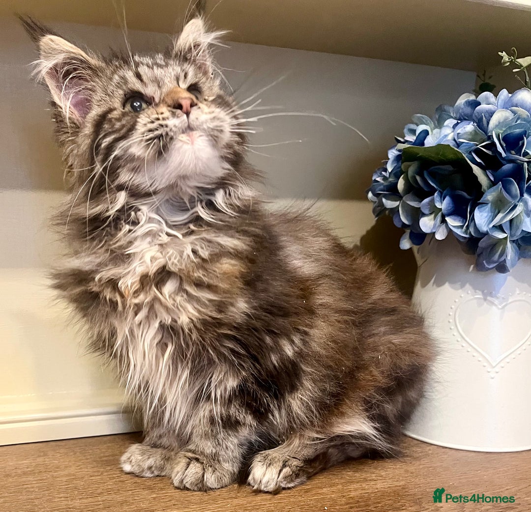 Maine Coon cats for sale: 2 Gorgeous Maine Coon Girl kittens - Advert 10