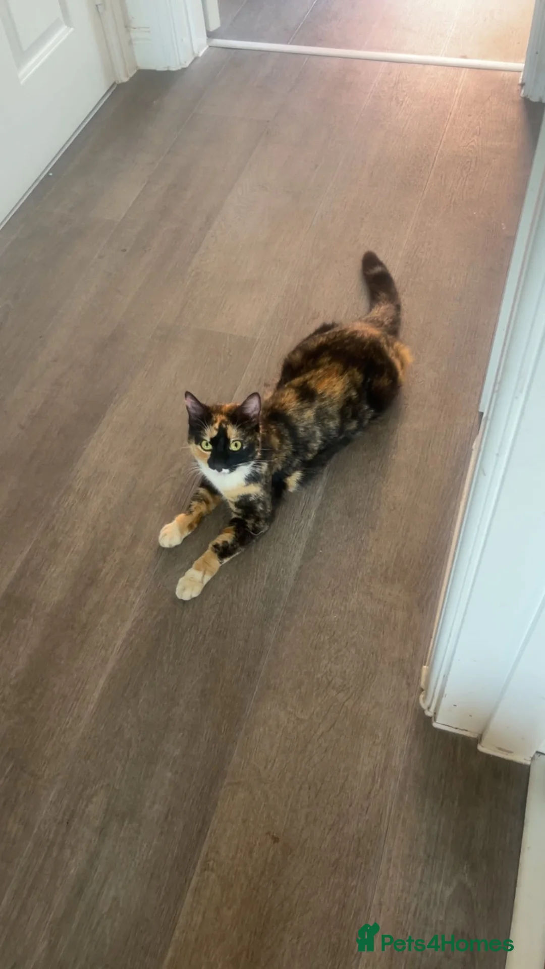 Mixed Breed cats for sale: 3 male kittens  in Northampton - Advert 2