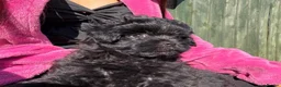 Pomapoo dogs for sale: Stunning Pomapoo Puppies  in Northampton - Advert 4