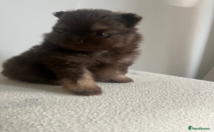 Pomeranian dogs - Advert 1