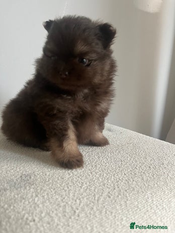 Pomeranian dogs - Advert 1