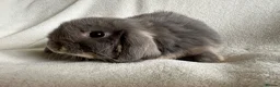 Mini Lop rabbits for sale: Mini Lops Ready To Leave Now  - Advert 6