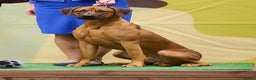 Rhodesian Ridgeback dogs for sale: Nyasharose ridgebacks  - Advert 5
