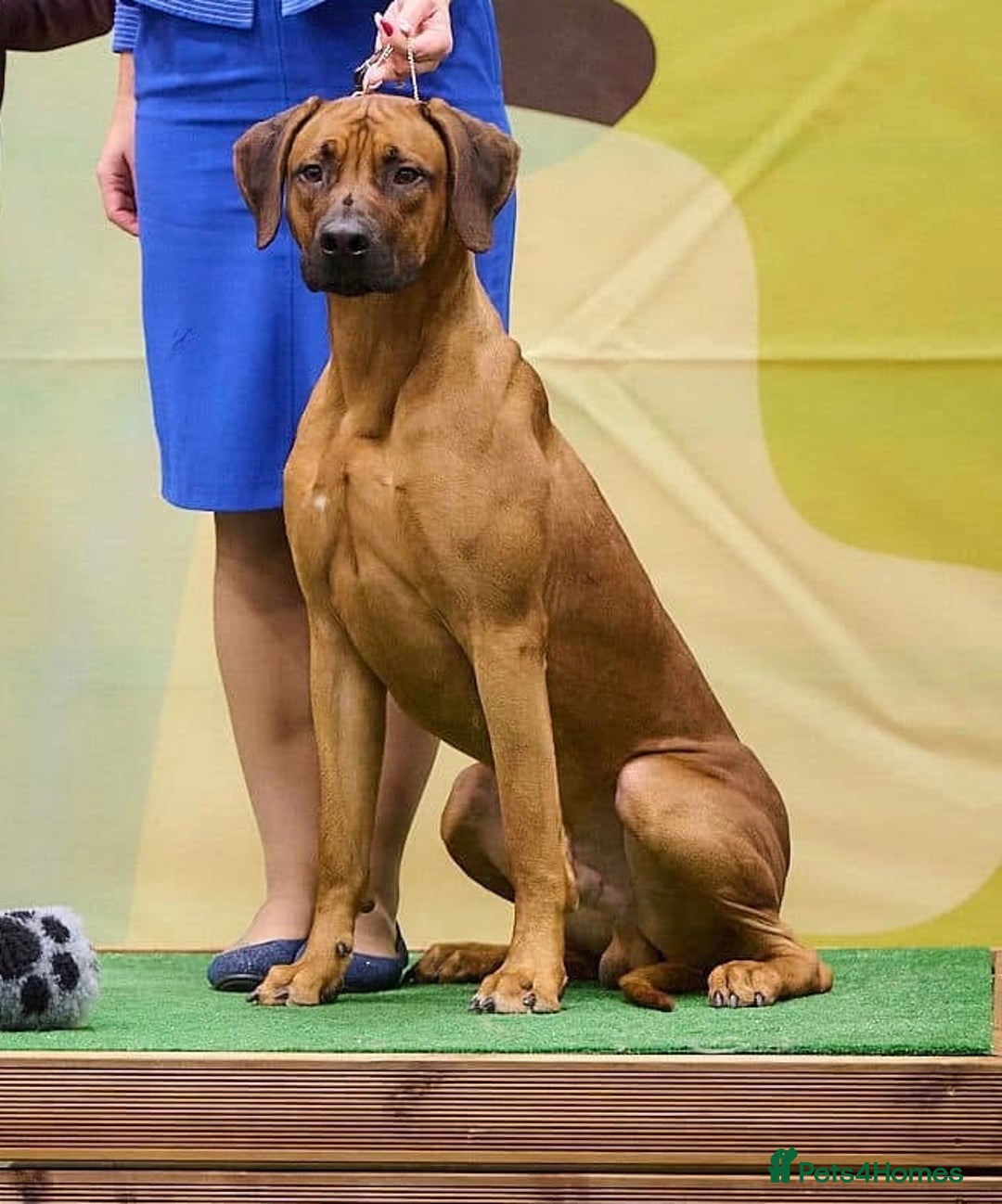 Rhodesian Ridgeback dogs for sale: Nyasharose ridgebacks  - Advert 5