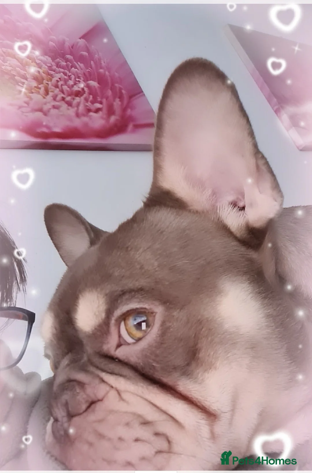 French Bulldog dogs for stud: KC TOP DRAW STUD Ramsgate  in Ramsgate - Advert 18