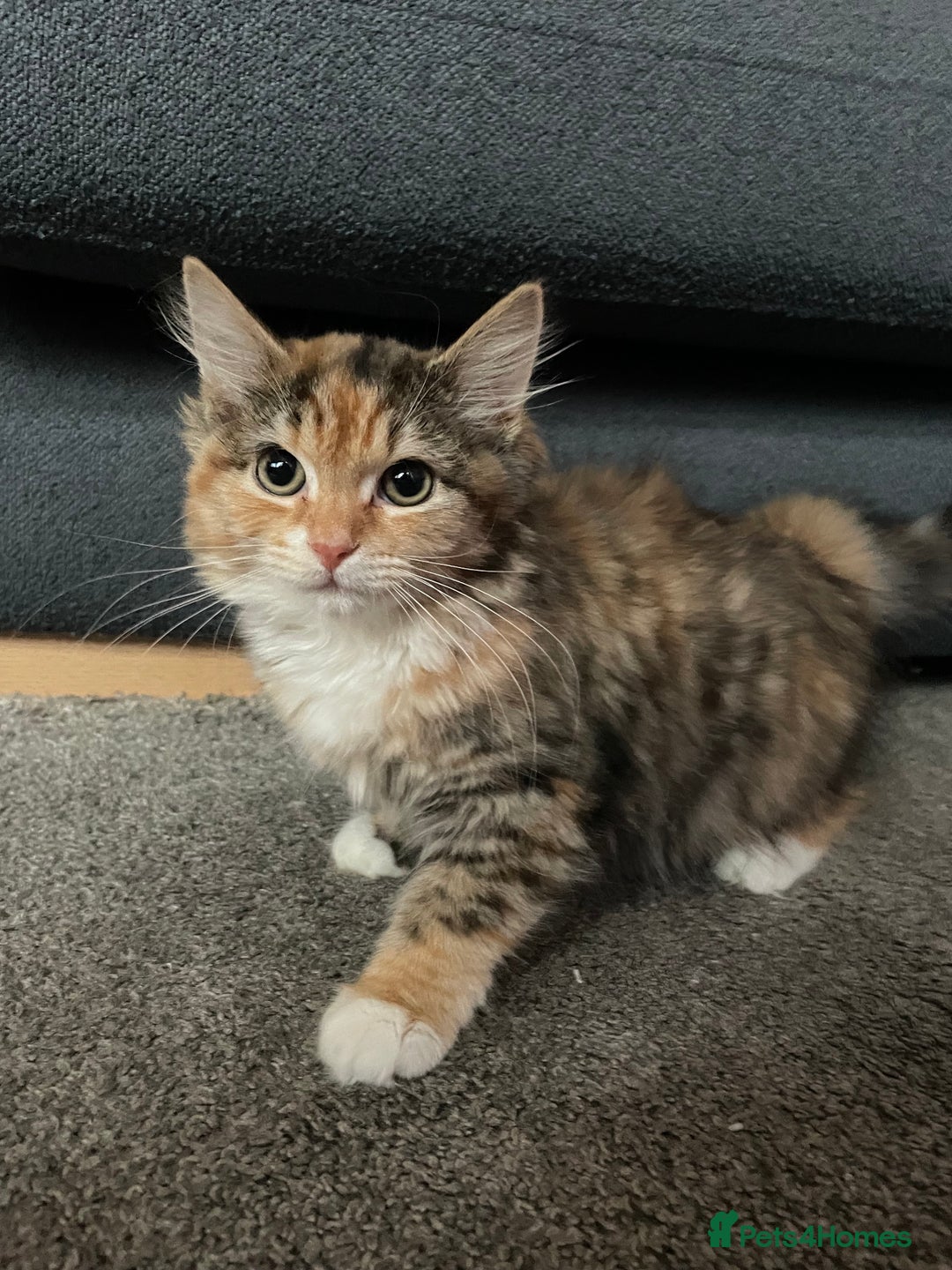 Norwegian Forest Cat cats for sale: loving family home wanted  - Advert 1