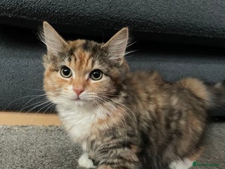 Norwegian Forest Cat cats loving family home wanted - Advert 3