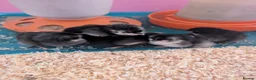 Chickens poultry for sale: Black copper marans/ australorp chicks  - Advert 6
