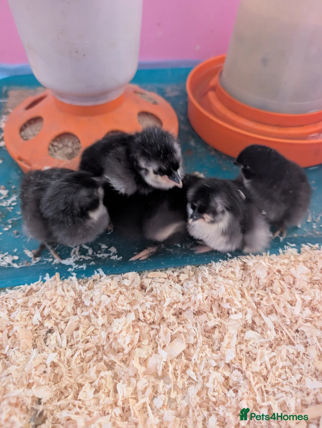 Chickens poultry for sale: Black copper marans/ australorp chicks  - Advert 6