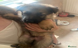 German Shepherd dogs for sale: German shepherd puppies - Image 7