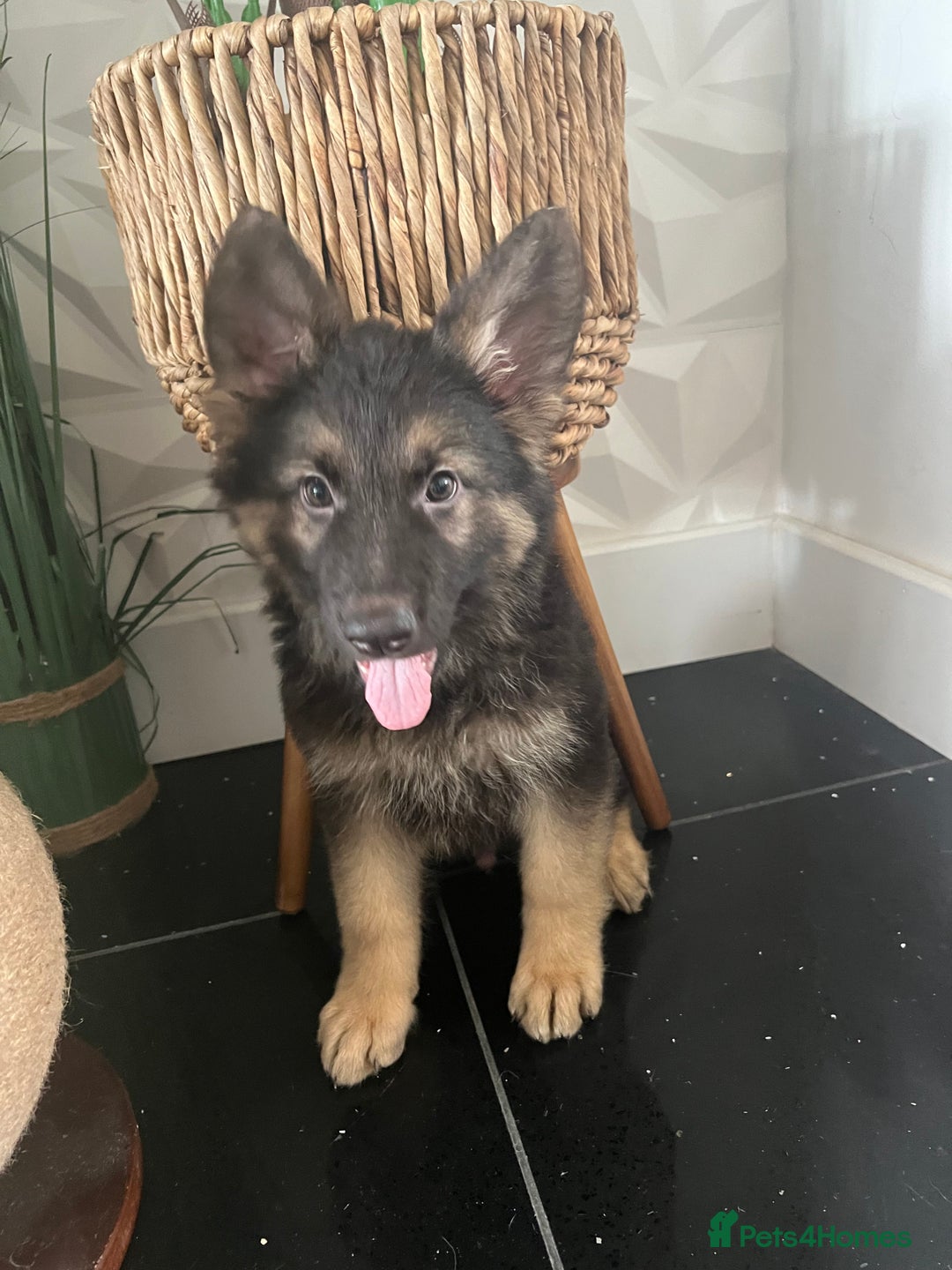 German Shepherd dogs for sale: German shepherd pups silver sable black/tan black  - Image 7