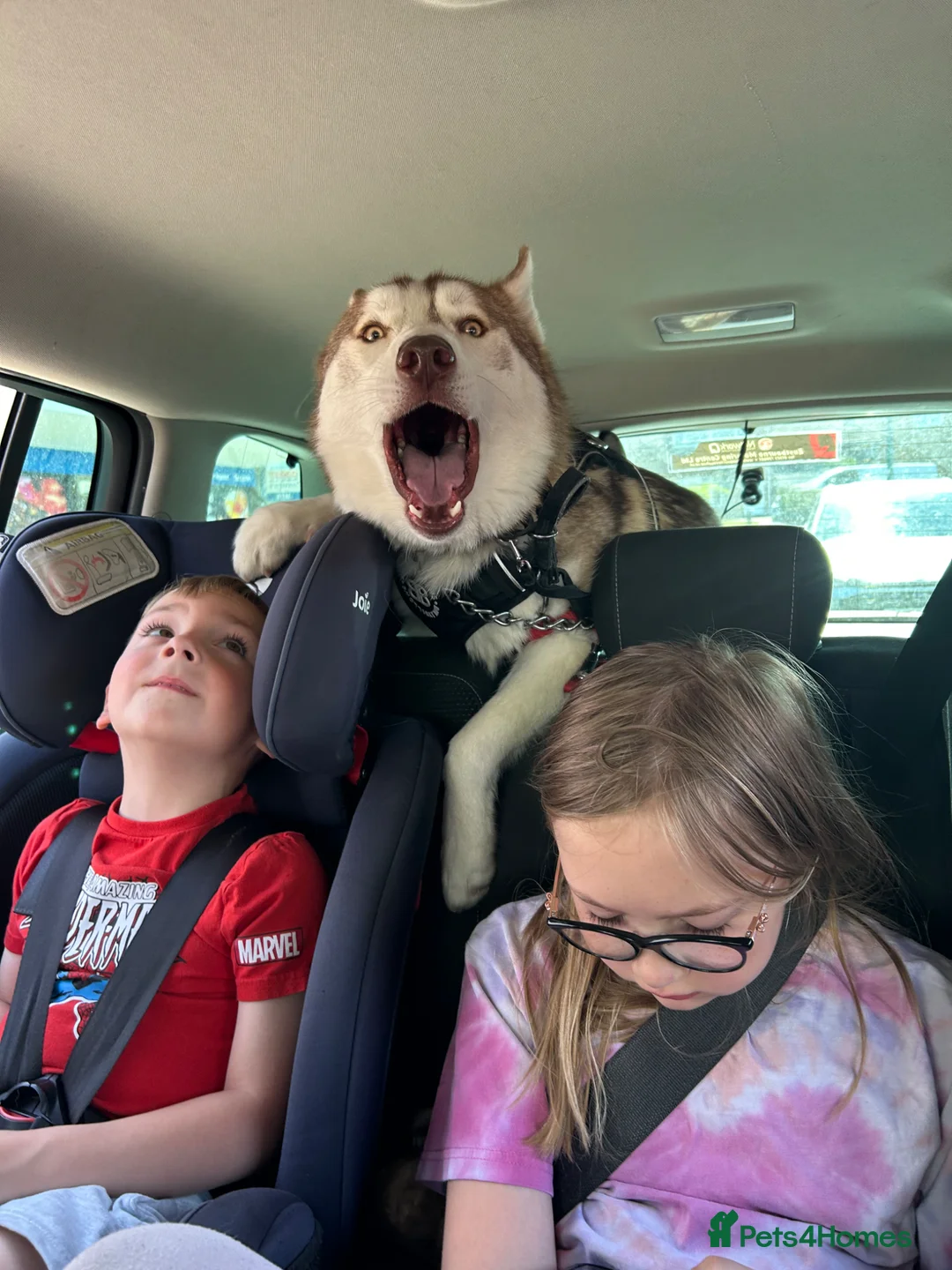 Siberian Husky dogs for sale: Buster - Advert 7