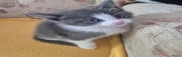 British Longhair cats for sale: Litter of 6 kittens - Advert 39