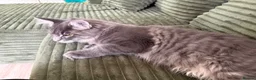 Maine Coon cats for sale: Beautiful full breed blue silver tabby Maine coon - Advert 7