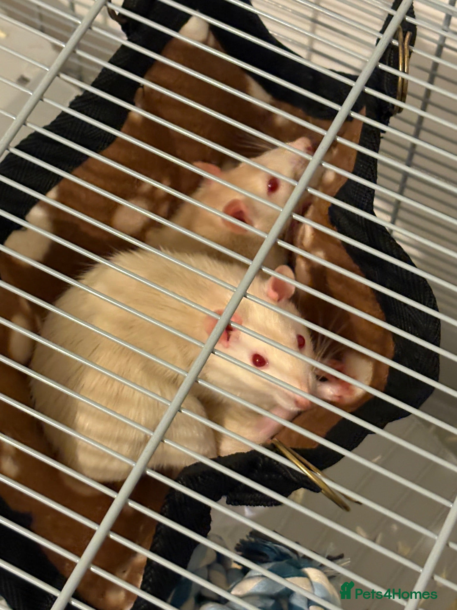 Rat rodents Female rats looking for a new home💗 - Advert 2