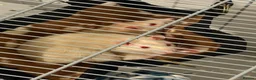 Rat rodents for sale: Female rats looking for a new home💗 in Spennymoor - Advert 1