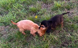 Cocker Spaniel dogs for sale: Last two ‼️ £1250 Kc reg show cocker puppies  - Image 15