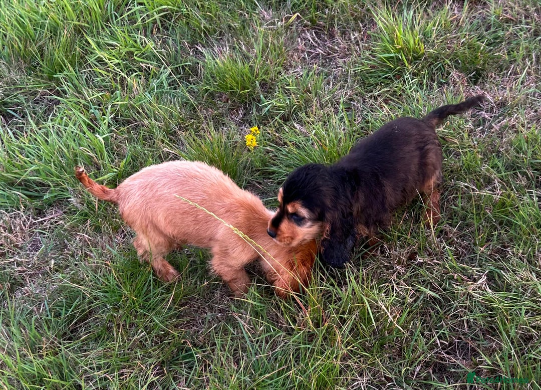 Cocker Spaniel dogs for sale: Last two ‼️ £1250 Kc reg show cocker puppies  - Image 15