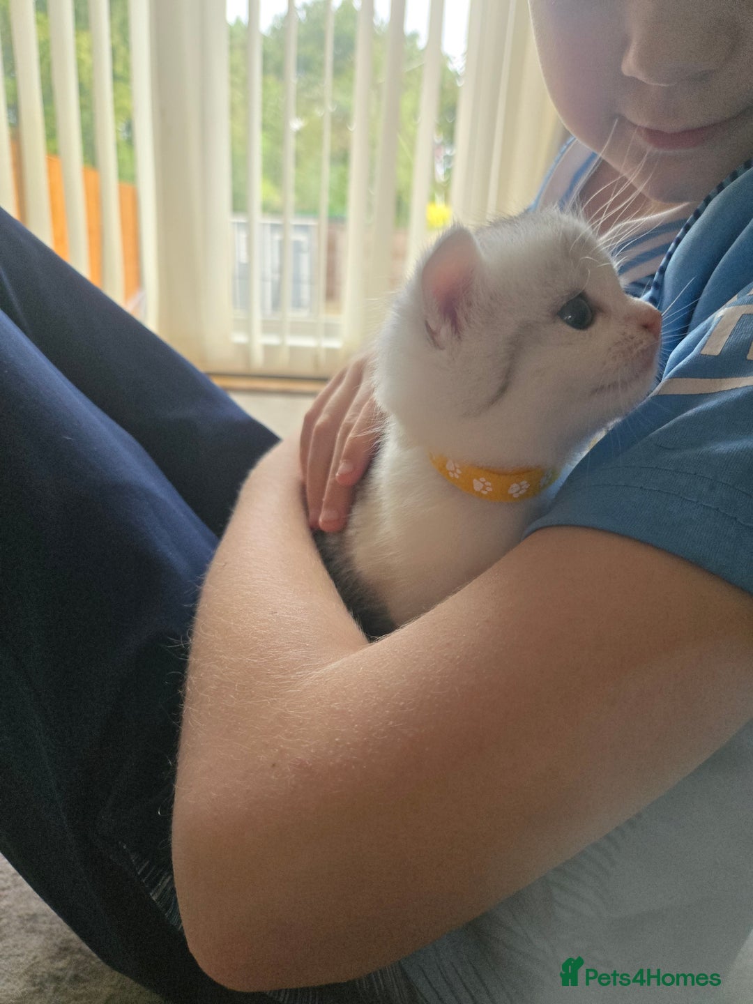Mixed Breed cats for sale: Persian x kittens  - Image 8