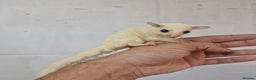Sugar Glider rodents for sale: Baby Joey Sugar Gliders - Advert 2